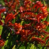Crocosmia paniculata - Abriachan Nurseries